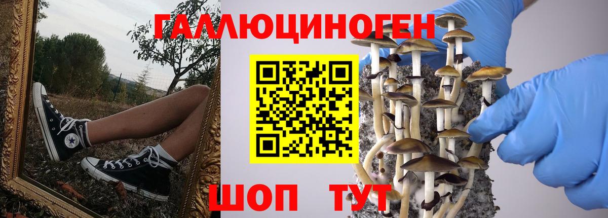 Шелехов  Галлюциногенные грибы GOLDEN TEACHER  Псилоцибиновые грибы ЛСД  Вход с VPN 